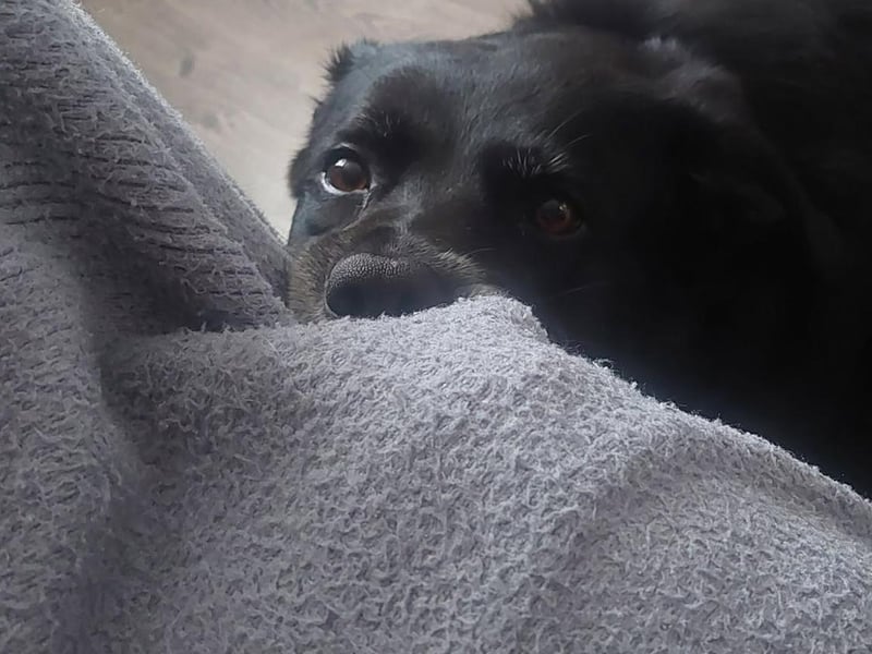 Winnie hogging the blanket.