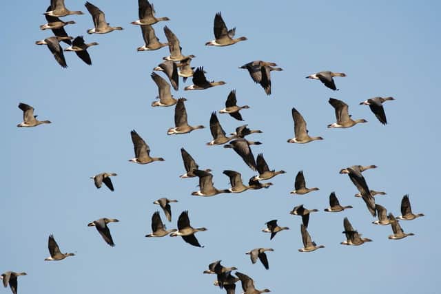 The geese make the 500-mile journey from Iceland to avoid the harsher winters