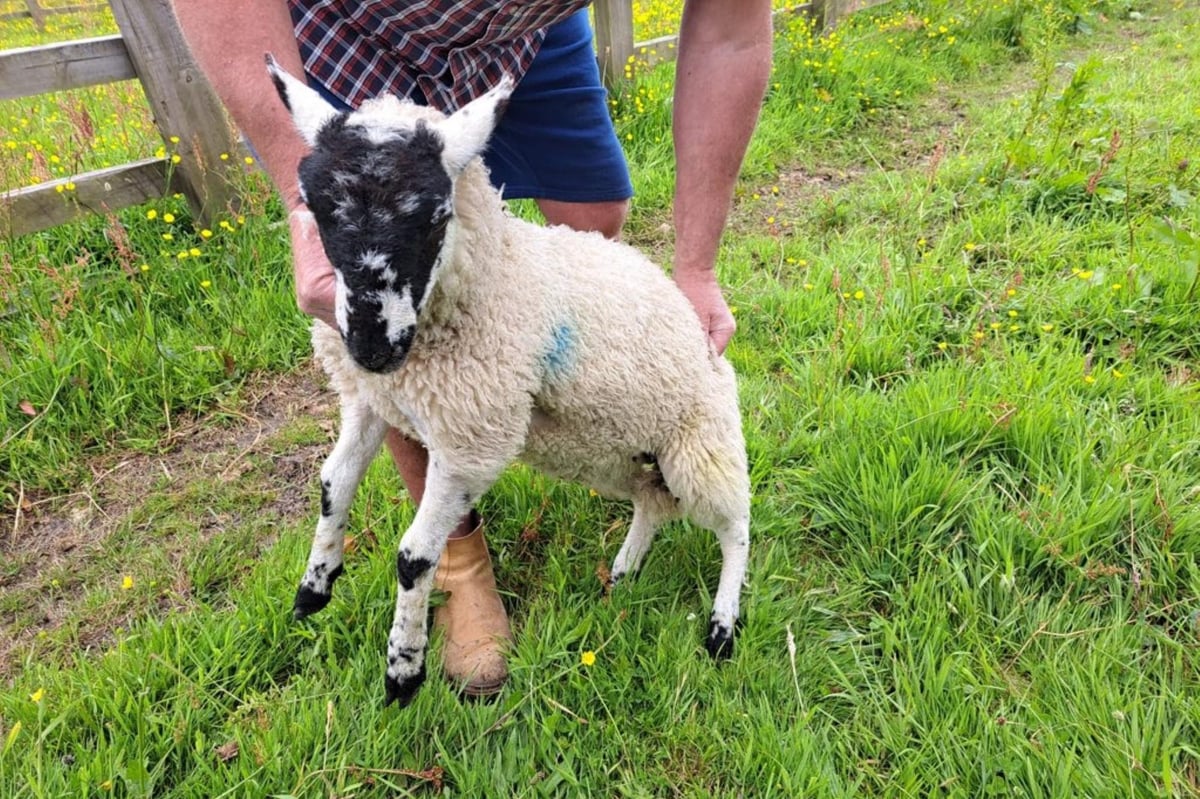 The strange reason why Lancashire Police need your help identifying a lost sheep