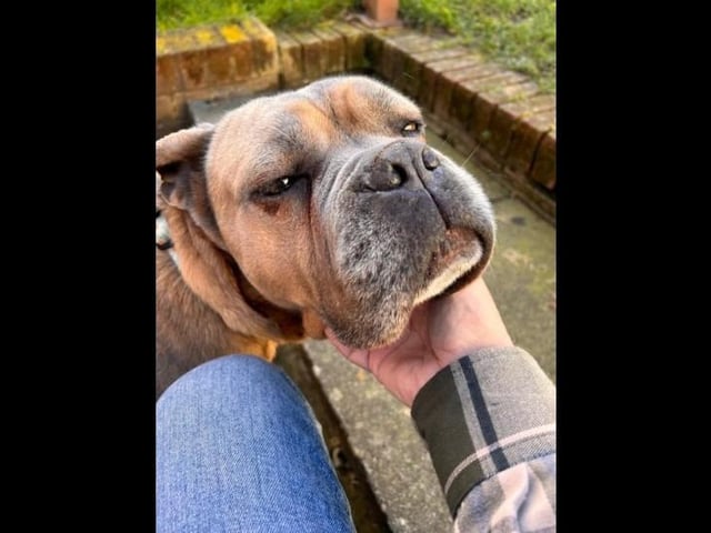 Meet beautiful five-year-old Old Tyme Bulldog cross Roxy. Roxy hasn't had the best start in life unfortunately being let down by humans, due to this Roxy arrived very shut down and worried about everything in life. She is a very timid girl so she needs a family that can help her gain confidence and thrive. She would really benefit from a home with another dog that meets her energy to help boost her confidence and can live can live with children 5+ that are dog savvy.