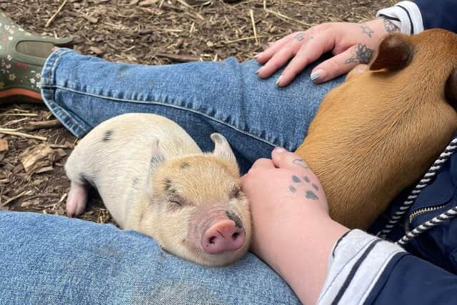 Miniature pigs can make amazing pets - Animal News Agency