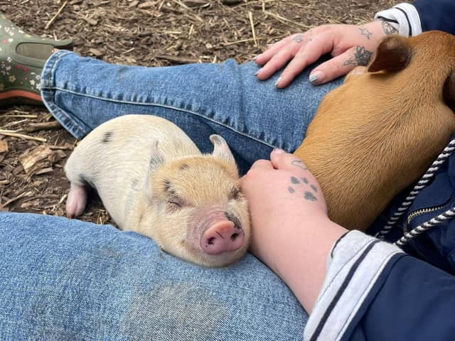 Miniature pigs can make amazing pets - Animal News Agency