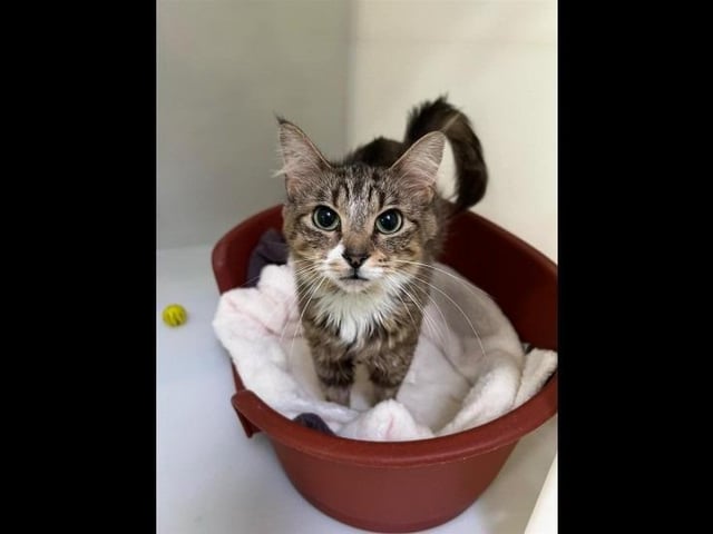 Meet adorable two-year-old Brie who is described as a sweet little girl. She is friendly but can take some time to warm up to you. Brie can get a little worried about sudden movements so she will benefit from slow gentle interactions initially especially whilst settling into the home. She can live with at savvy children 11+, as Brie prefers her own space she is looking to be the only pet in the home.