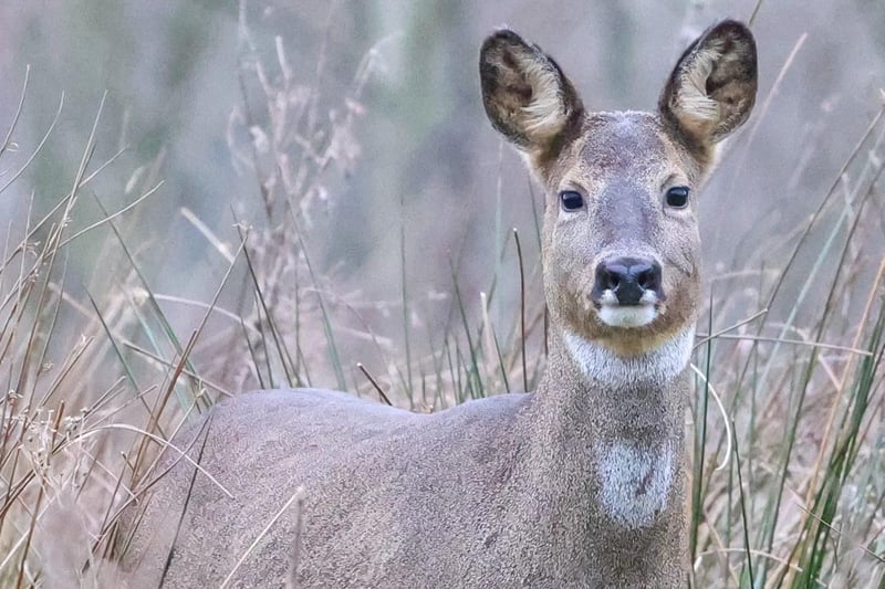 This amazing image of a wild deer at Brockholes was captured by Paul Gray and gathered 170 likes on October 9.