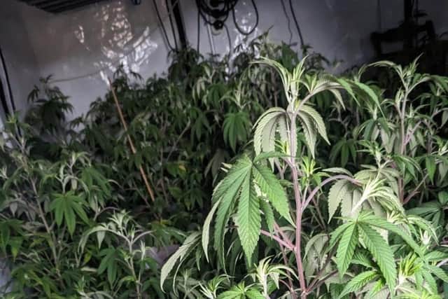 Over 40 cannabis plants were seized after police conducted a drugs raid in Burscough (Credit: Lancashire Police)