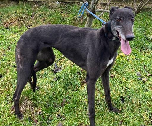 Rose, Greyhound , female , four years one month old. Rose and Ruby are lovely, happy friendly girls who can’t wait to find a new home together.