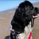 Minnie the dog who donates blood had her life saved by a transfusion after she became very ill.