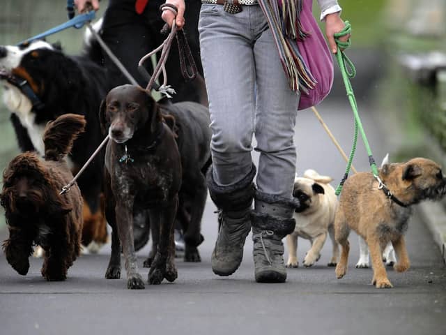 Fewer dog bite wounds were treated in hospitals in Greater Preston last year, new figures show (Credit: Rebecca Naden)