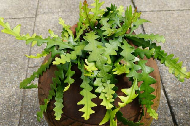 Fishbone cactus is extremely easy to look after (photo: Adobe)