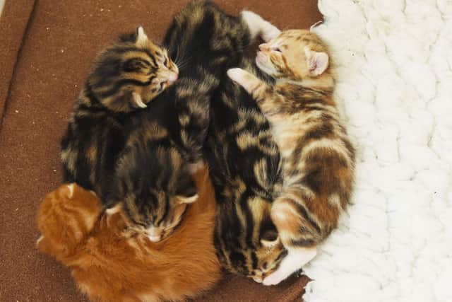 The kittens will need to be rehomed but also the sanctuary are in need of donations.