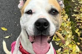 Breed: Bulldog (American)
Sex: Female
Age: 6 years 0 month
