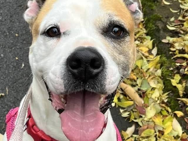 Breed: Bulldog (American)
Sex: Female
Age: 6 years 0 month