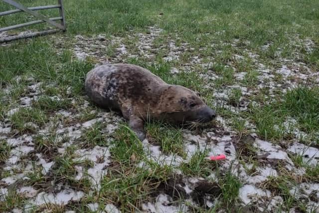 A seal pup was safely being released back into the wild after becoming stranded in a field in Walton-le-Dale (Credit: @shauncoathup85)