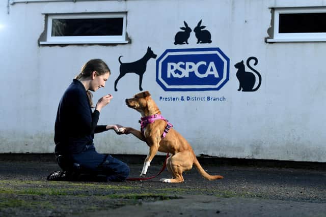 More than 100 reports of abandoned animals are made to the RSPCA every day mainly due to the cost of living crisis