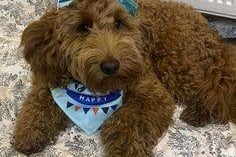 Carol Darmody: "Cockapoo."