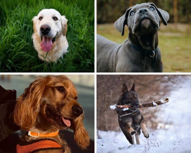 These are some of the most sought after dog breeds in Lancashire.