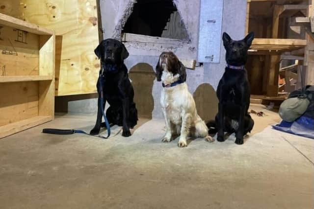 Search dogs Davey and Sid have been deployed to Turkey along with their handlers Lindsay Sielski and Jon Hardman.