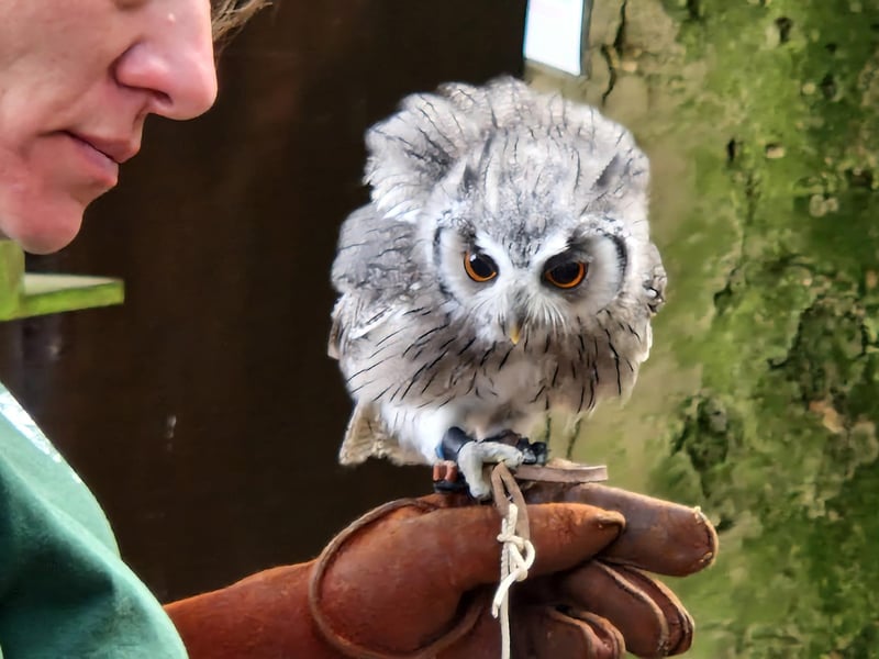 Spend a day with Turbary Woods' magnificent feathered friends