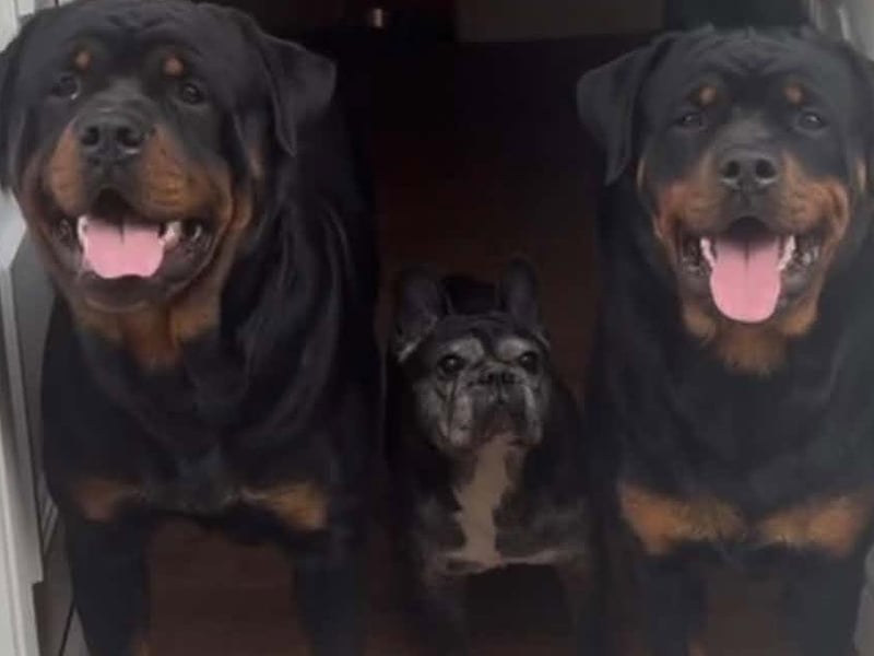 Reggie, Lola and Athena.