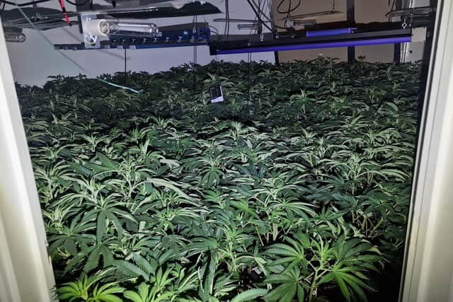 Albanian overlords hired 'gardener' to tend suburban cannabis farm