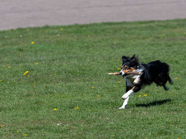 Members of Ribble Valley Borough Council’s health and housing committee heard that the PSPO had helped to reduce dog-fouling from 125 to 68 complaints a year.

Photo: Kelvin Stuttard