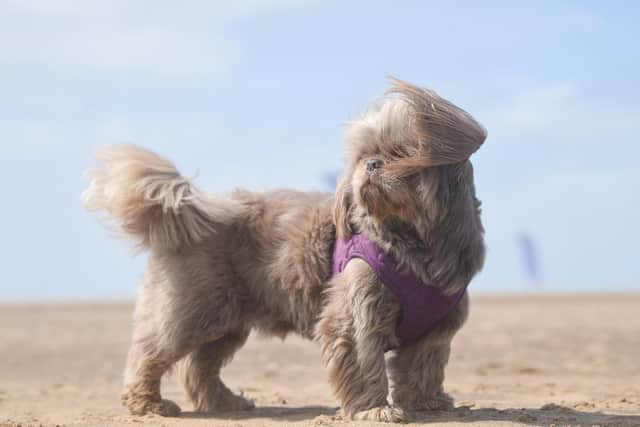 Pictured is windy dog Ollie.