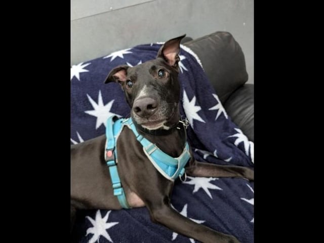 Archie is a lovable and bouncy three-year-old male Lurcher. He has been looking for his forever home for a while! Archie is a large boy who loves nothing more than playing and receiving whatever attention he can get! He loves to stretch his legs like any lurcher and will spend most his time trying to get you to play with him whether its inside or out! He e is looking for a home with no other animals and can be rehomed with children 16+.