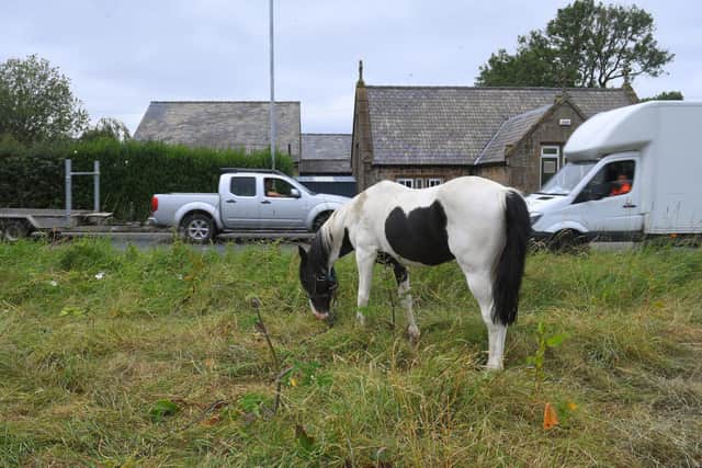 The horse on the grass verge of the A59