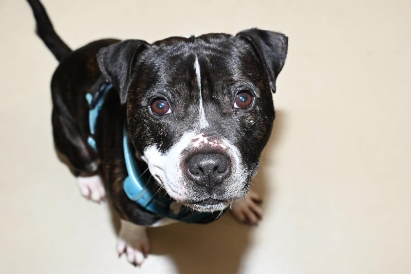 Three-year-old Staffordshire Bull Terrier Reggie is also looking for his fur-ever home. He is described as playful, loves to destroy any toy he can get his paws on and loves his walkies! He would need a home with no other animals