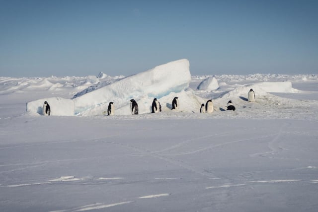 Wildlife seen by the The Falklands Maritime Heritage Trust