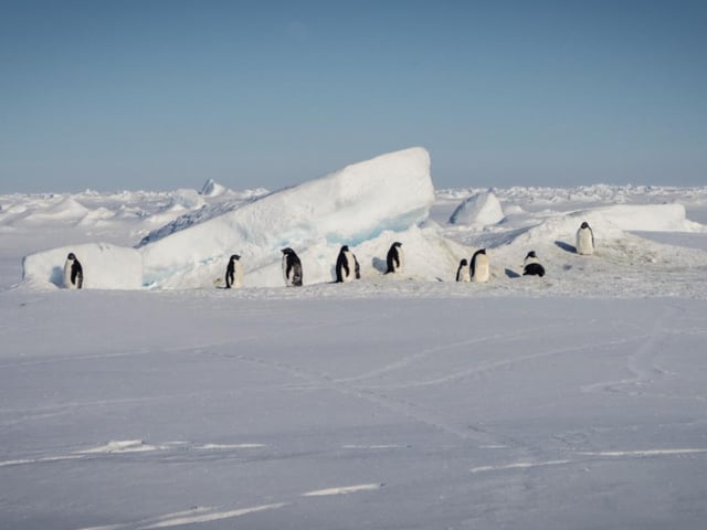 Wildlife seen by the The Falklands Maritime Heritage Trust