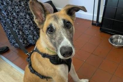 Say hello to the Fantastic Mr Fox - a five-year-old Lurcher cross. He enjoys being out and about and takes things in his stride. He will tolerate fuss and strokes. He can be a little unsure of new people but does not take long to come round. He enjoys treats so this is great to help him build trust. Fox knows basic commands and he has shown no negative responses to being out and about and is laid back and walks well on lead. He could live with children of a secondary school age.