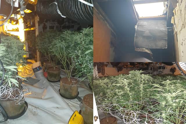 Pictures from a cannabis farm discovered in the St George's area of Preston (Credit: Lancashire Police)