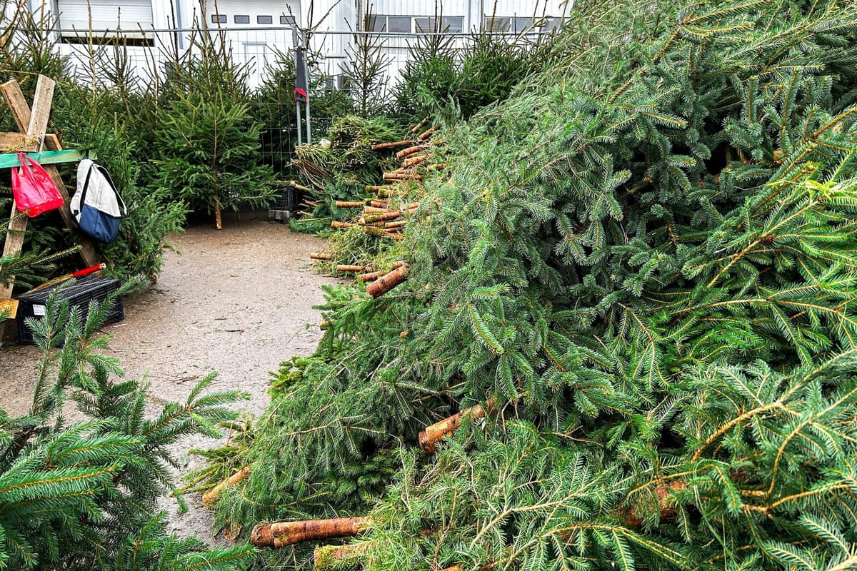 Lep Tree Blaise Tapp: Why putting up the tree is always a lot harder than we ...