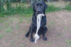 Jack Sutcliffe: "Black lab - just because."