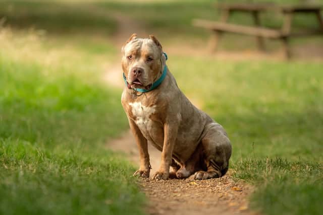 Owners of American bully XLs can apply to register their dogs for an exemption before the breed is banned next year (Stock image by Adobe Photos)