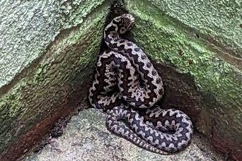 An adder was safely rescued and released back into the wild by the RSPCA after dropping more than 8ft (2.4m) into a lightwell in Guildford.
The snake was discovered by a basement window at a manor house on Cobbett Hill Road in Normandy, Guildford in September.
Animal rescue officer Louis Horton: said: “This rescue was quite exciting for me as I've handled loads of exotics over the years, and rescued plenty of our native grass snakes, but never had the fortune to rescue an adder. I've always wanted to see one and he didn't disappoint.