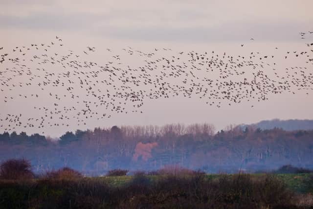 Over a thousand pink-footed geese touched down at WWT Martin Mere Wetland Centre near Burscough