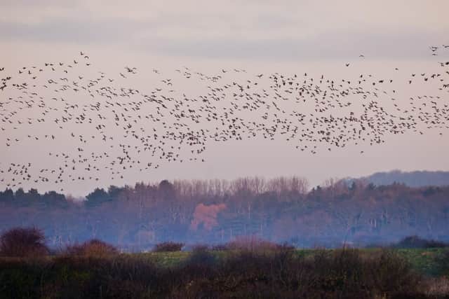 Over a thousand pink-footed geese touched down at WWT Martin Mere Wetland Centre near Burscough
