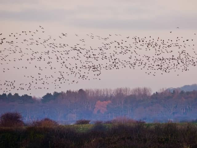 Over a thousand pink-footed geese touched down at WWT Martin Mere Wetland Centre near Burscough