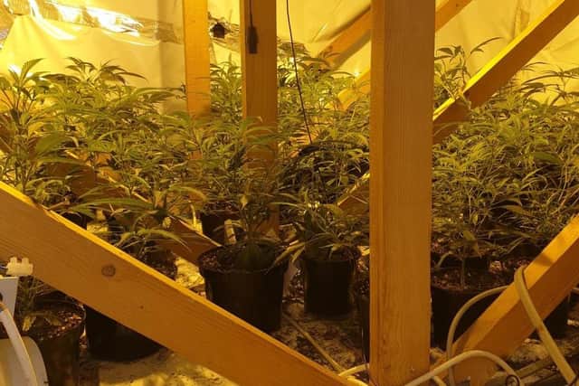Over 100 cannabis plants were found in the attic of a property in Leyland following a drugs raid (Credit: Lancashire Police)