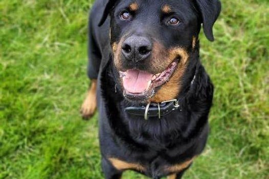 Breed: Rottweiler
Sex: Male
Age: 9 years 11 months