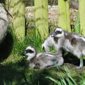 New life at Martin Mere as three ‘weird and wonderful’ goslings hatch