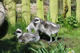 New life at Martin Mere as three ‘weird and wonderful’ goslings hatch