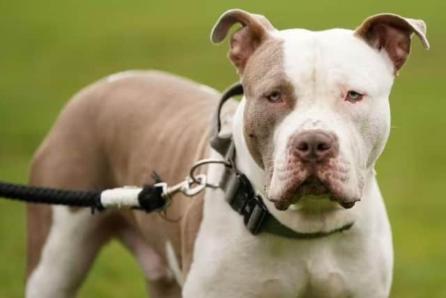 Owners are also being urged to apply to register their current XL Bully dogs, as the Government takes action to safely manage the existing population of the breed before the deadline when the ban comes into force on 1 February.