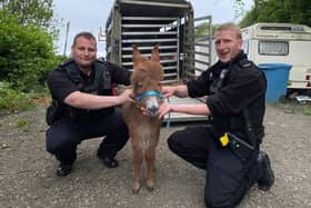 Moon the baby donkey with police officers from Hampshire and Isle of Wight Constabulary