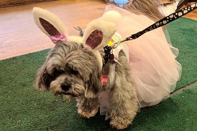 Dog dressed in a tu-tu and bunny ears