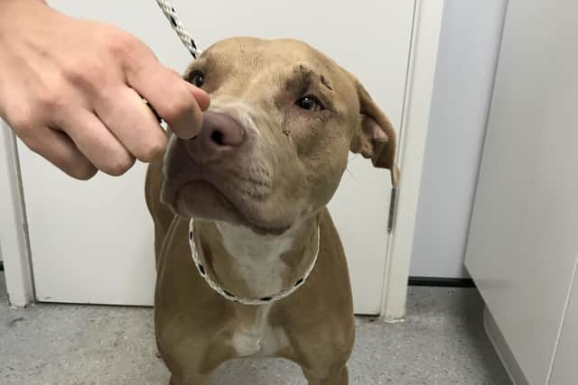 Cali the dog suffered injuries after being struck by a slow moving train when her owner allowed her to roam without a lead.