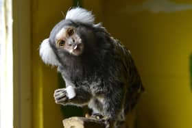 Marmosets have gone missing from a house in Carnforth.