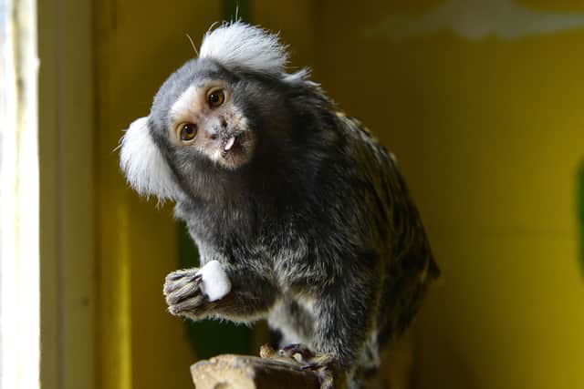 Marmosets have gone missing from a house in Carnforth.